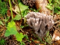 Telephora palmata Scop.: Fr. , Stinkende Lederkoralle