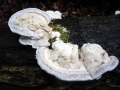 Trametes gibbosa (Pers.: Fr. ) Fr. ,  Buckel-Tramete