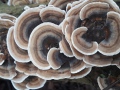 Trametes-versicolor (L.: Fr.) Lloyd , Schmetterlings-Tramete