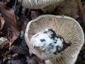 Tricholoma tigrinum P. Kumm. , Tiger-Ritterling