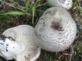 Tricholoma tigrinum P. Kumm. , Tiger-Ritterling