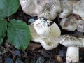 Tricholoma tigrinum P. Kumm. , Tiger-Ritterling