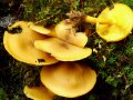 Tricholomopsis decora (Fr.) Singer , Olivgelber Holzritterling , Goldgelber Holzritterling