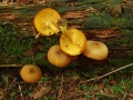 Tricholomopsis decora (Fr.) Singer , Olivgelber Holzritterling , Goldgelber Holzritterling