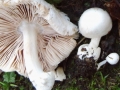 Volvariella surrecta (J.A. Knapp) Singer, Parasitischer Scheidling