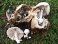 Volvariella surrecta (J.A. Knapp) Singer, Parasitischer Scheidling
